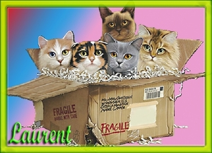 een volle doos katten