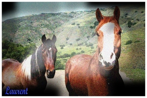 paarden (2)