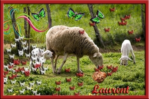 schaap met lammeren