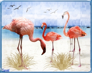 Flamingos
