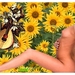 zonnebloemen