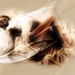 Misted_filly_(365)