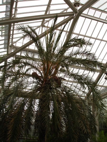 Meise Nationale plantentuin het plantenpaleis