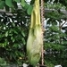 Amorphophallus titanum