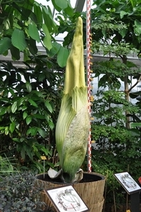 Amorphophallus titanum