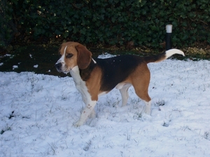 bob in de sneeuw 024