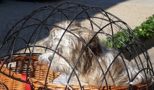 eerste maal in fietsmand\n\n   3maand oud\n\n      1maand bij ons