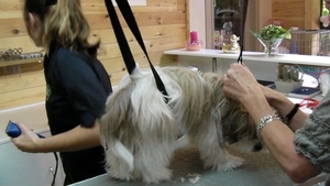 RIKSKE bij de kapper