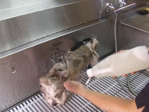 RIKSKE bij de kapper