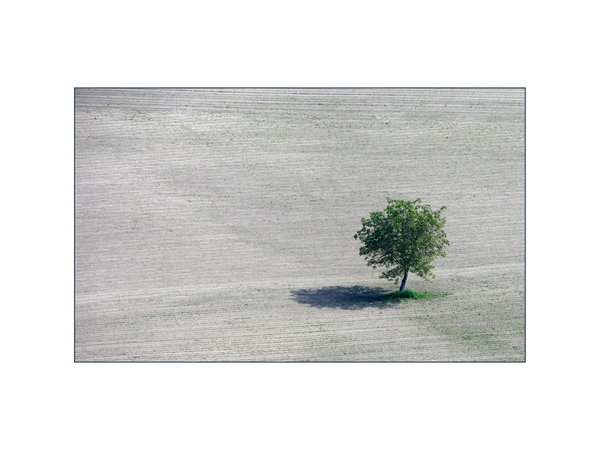 eenzame boom