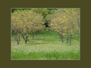 notenbomen