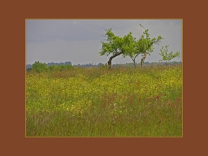 schrale bomen