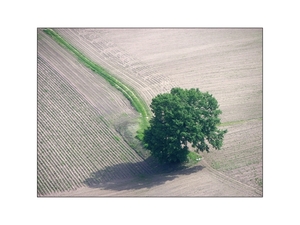 weg naar boom