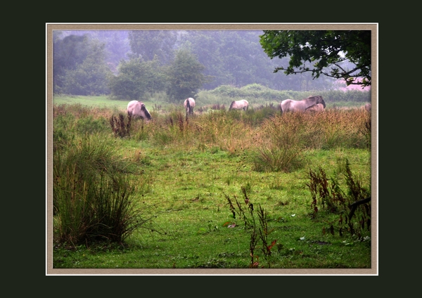 007 Konik paarden