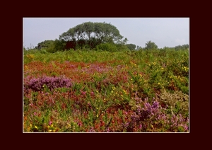 030 heide en boom