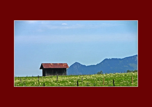 033 Stal tussen witte bloemen