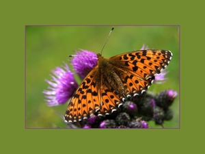 051 vlinder
