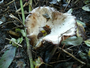 Champignons 13-12-09 001