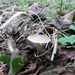 Champignons 13-12-09 009