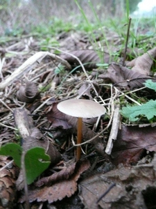 Champignons 13-12-09 009