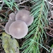 Champignons 13-12-09 011