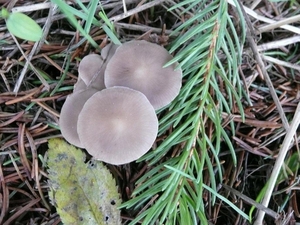 Champignons 13-12-09 011