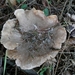 Champignons 13-12-09 013