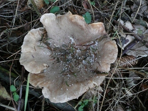 Champignons 13-12-09 013