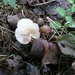 Champignons 13-12-09 015