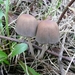 Champignons 13-12-09 022