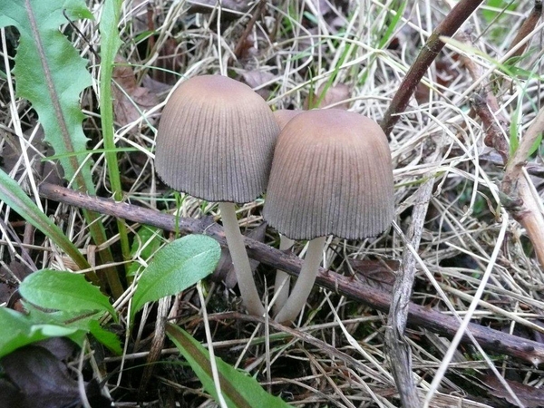 Champignons 13-12-09 022