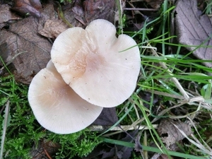 Champignons 13-12-09 025