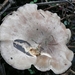 Champignons 13-12-09 030