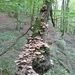 ROCHEHAUT Septembre 2009 082