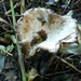 SUPERBES CHAMPIGNONS 001