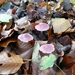 SUPERBES CHAMPIGNONS 002
