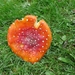 SUPERBES CHAMPIGNONS 003