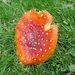 SUPERBES CHAMPIGNONS 004