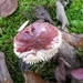 SUPERBES CHAMPIGNONS 005