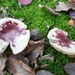SUPERBES CHAMPIGNONS 008