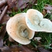 SUPERBES CHAMPIGNONS 009