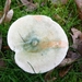 SUPERBES CHAMPIGNONS 010
