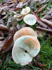 SUPERBES CHAMPIGNONS 011