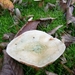 SUPERBES CHAMPIGNONS 012