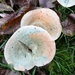 SUPERBES CHAMPIGNONS 021