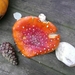 SUPERBES CHAMPIGNONS 022