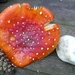 SUPERBES CHAMPIGNONS 023