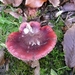 SUPERBES CHAMPIGNONS 027