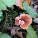 SUPERBES CHAMPIGNONS 029