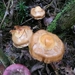 SUPERBES CHAMPIGNONS 030